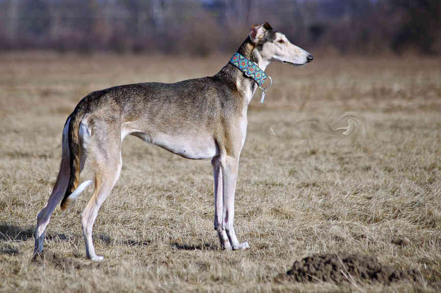 Polish Greyhound Dog Breed Information, Puppies & Breeders Dogs Australia