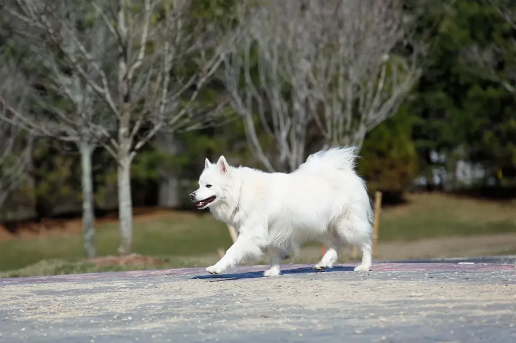 pomeranian dog walk exercise