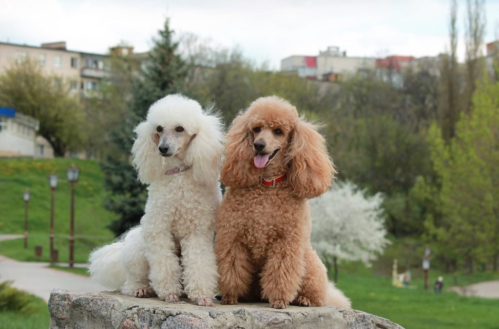 Poodle (Standard) Dog two different colours