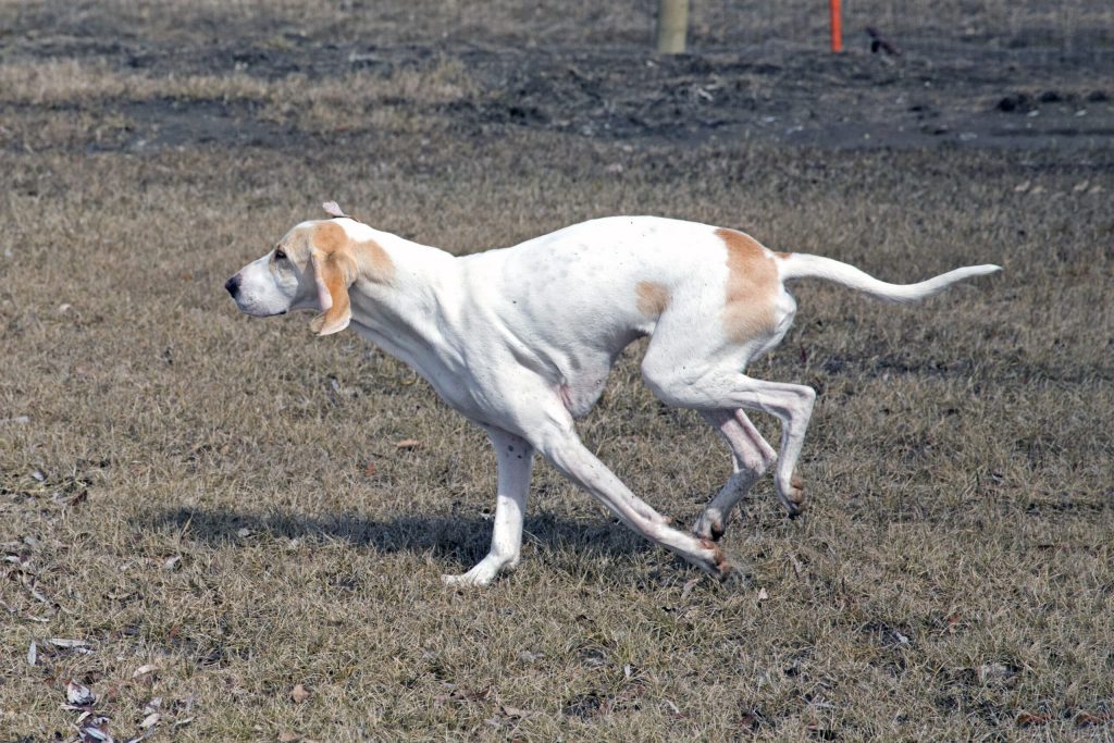 Porcelaine Dog running exercise
