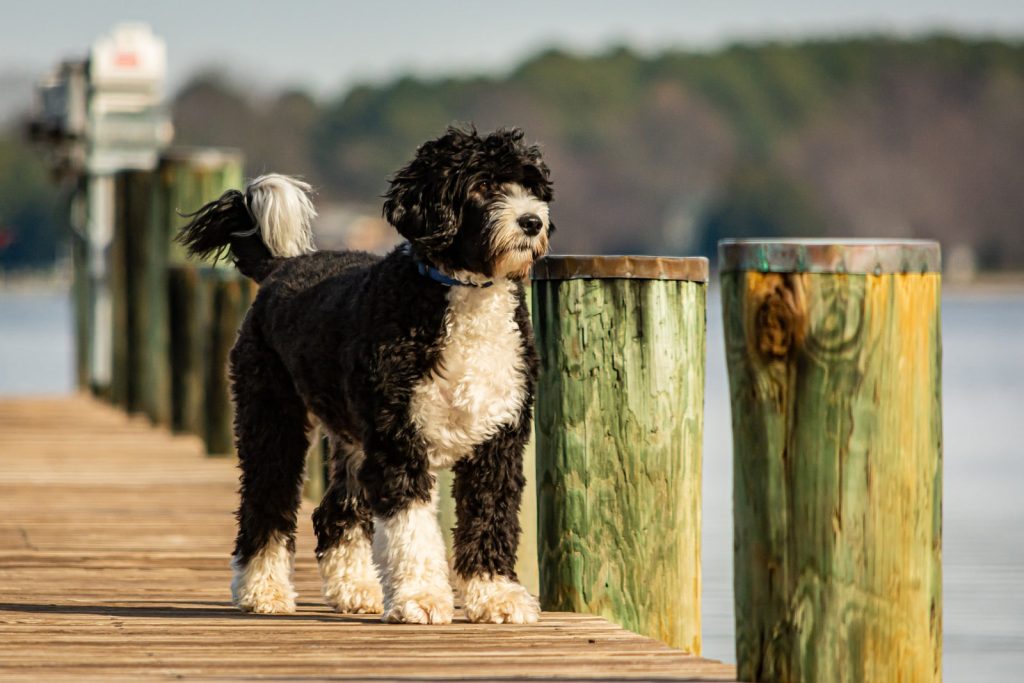 Portuguese Water Dog walk exercise