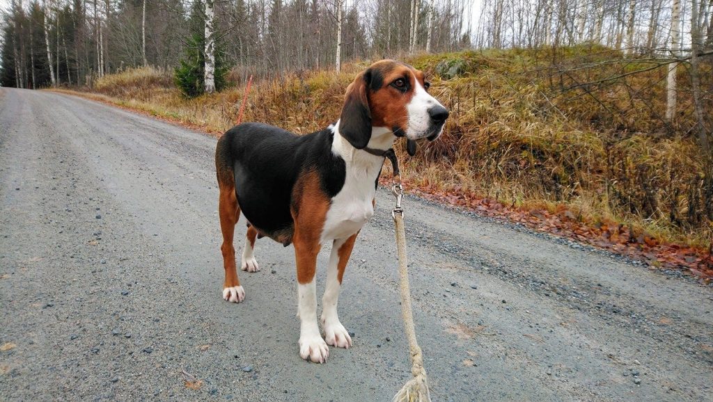 Finnish Hound Dog walk exercise 