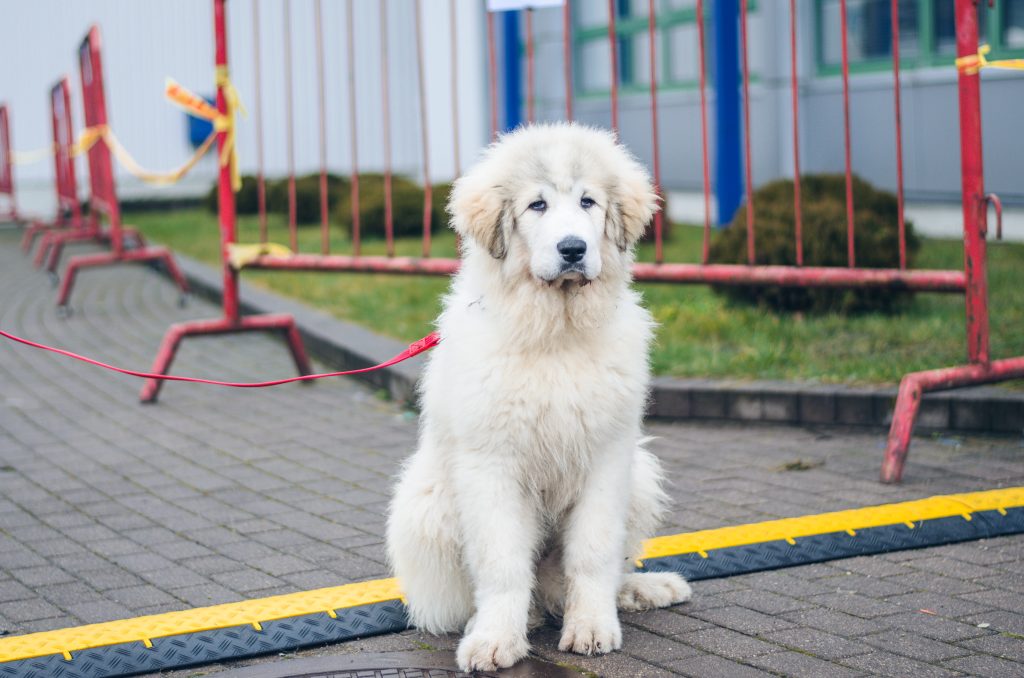 Pyrenean Mountain Dog Prepared for training.