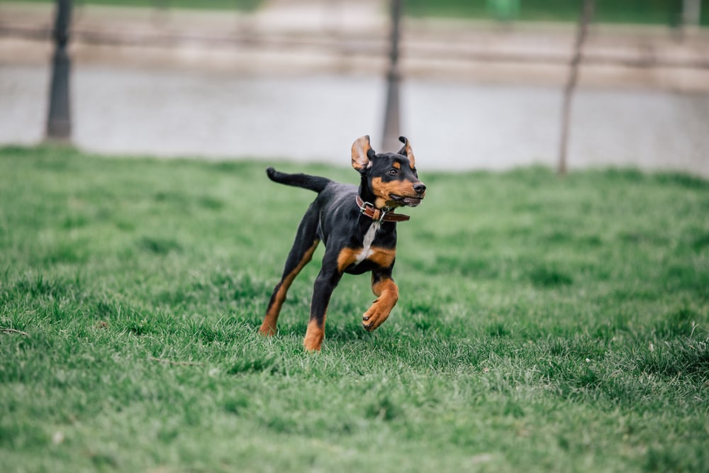 Transylvanian Hound Dog running exercise