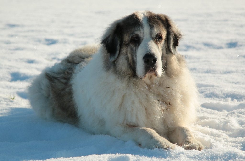 Pyrenean Mastiff Dog Clean air is beneficial for one's health.