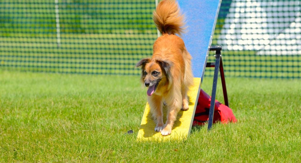 Pyrenean Shepherd Dog Prepared for training.