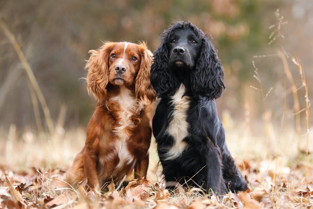 American Water Spaniel Dog two different colours
