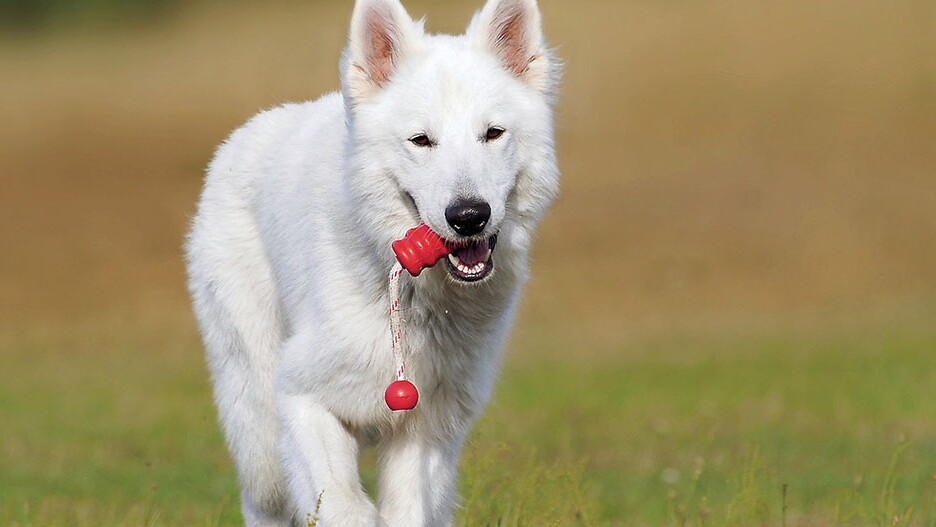 White Shepherd Dog training with toy