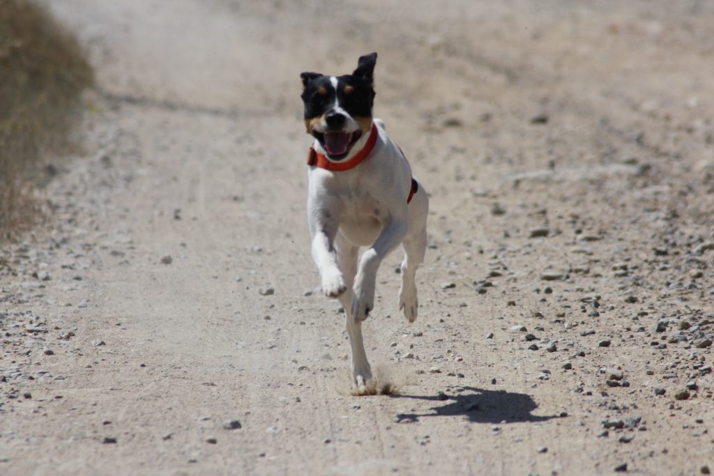 Ratonero Bodeguero Andaluz Dog running exercise