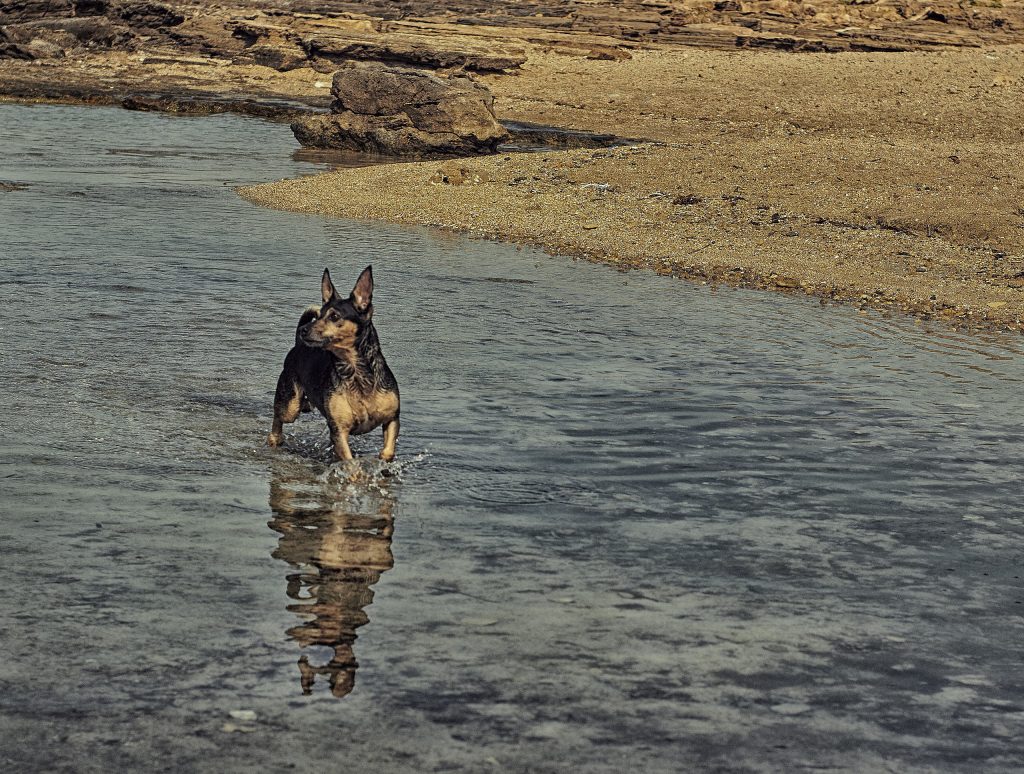 Ratonero Mallorquin Dog walk exercise in water