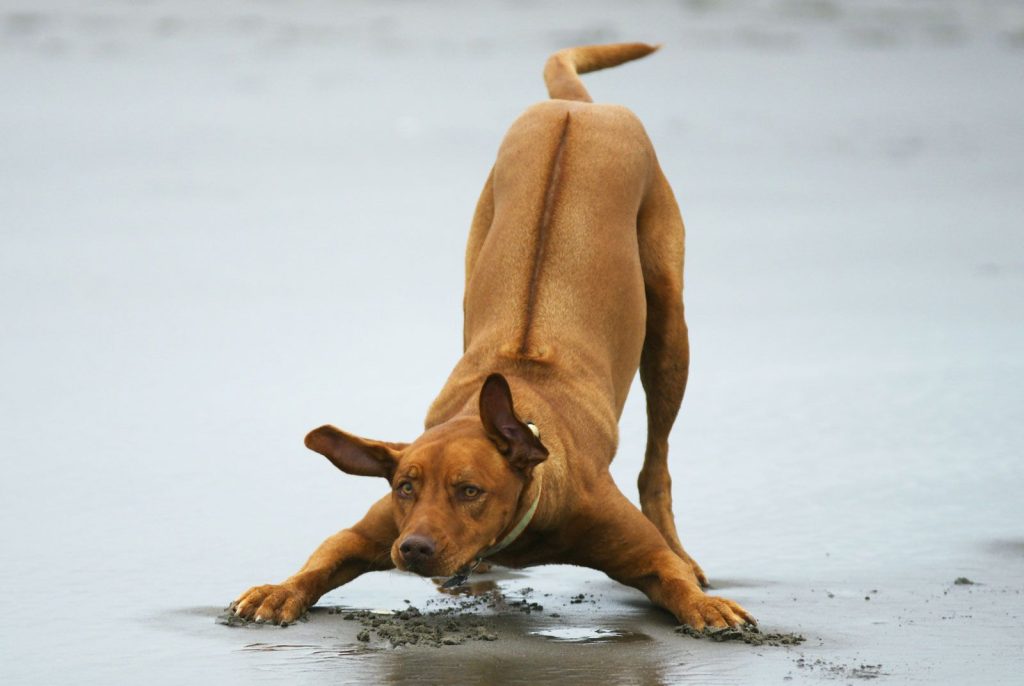 Rhodesian Ridgeback Dog Prepared for training.