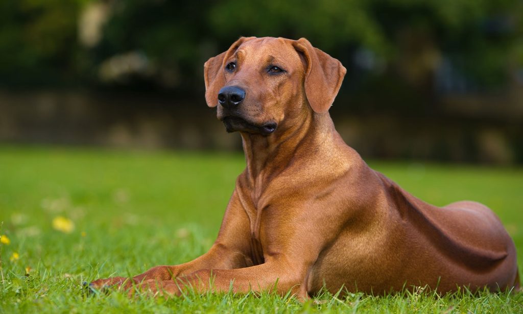 Rhodesian Ridgeback Dog Clean air is beneficial for one's health.