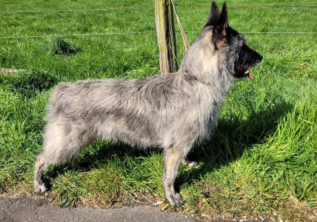Fur Length and Colour Bouvier des Ardennes Dog