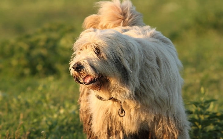 Romanian Mioritic Shepherd Dog Dog Breed Information