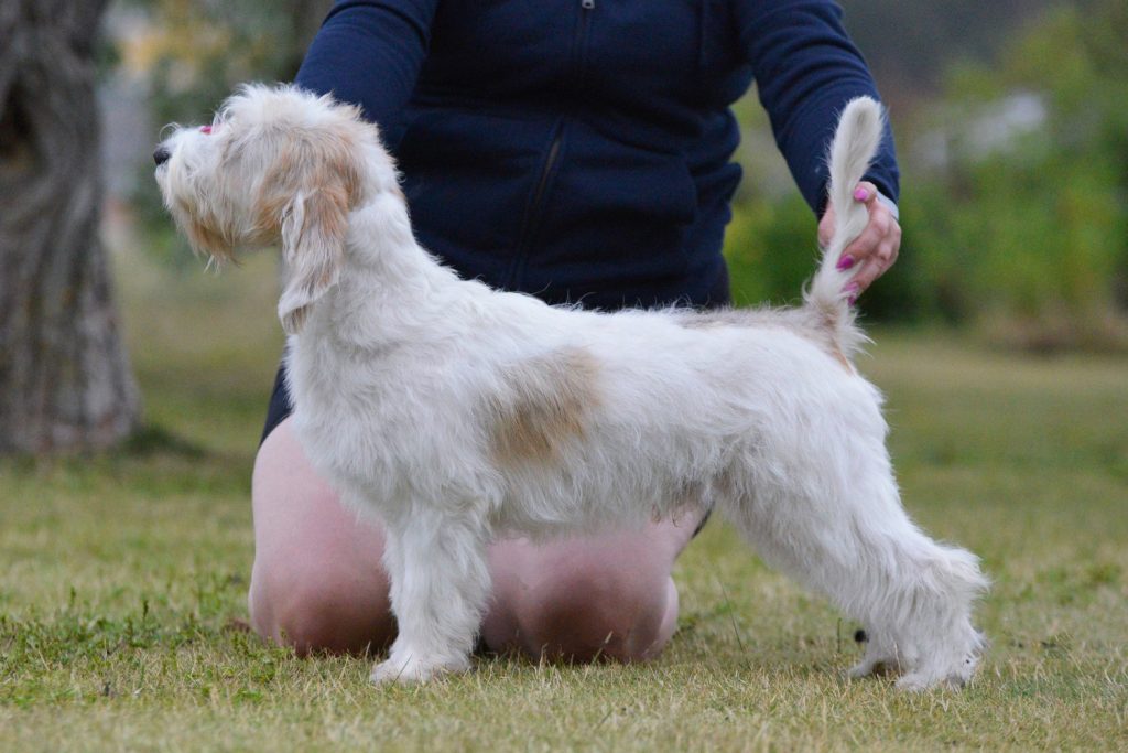 Basset Griffon Vendeen Dog Prepared for training