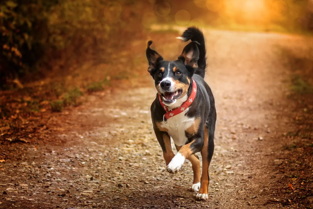 Appenzeller Sennenhund Dog running exercise 