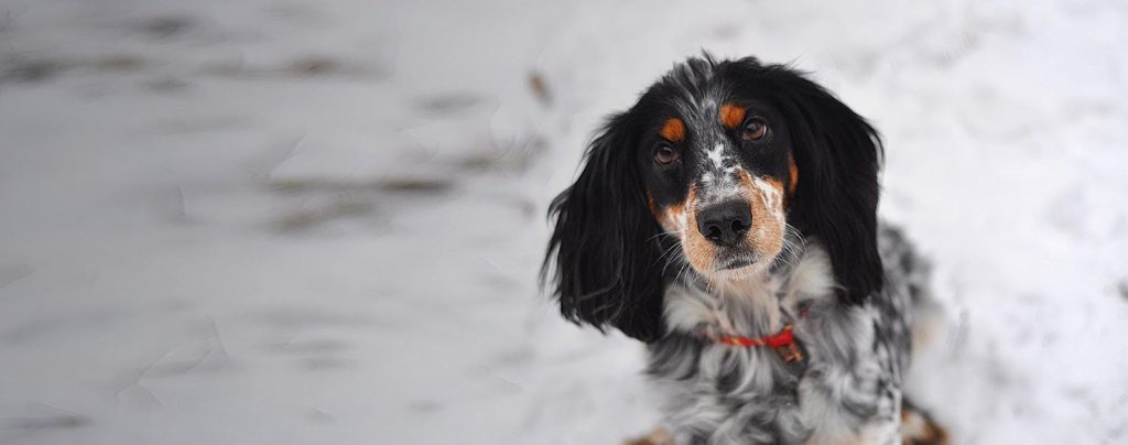 Russian Spaniel Dog Clean air is beneficial for one's health.