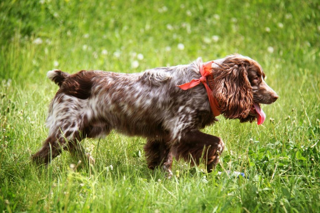 Russian Spaniel Dog running exercise