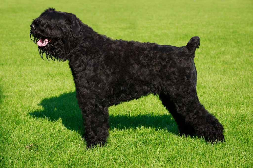 Black Russian Terrier Dog Breathing in fresh air contributes to overall well-being