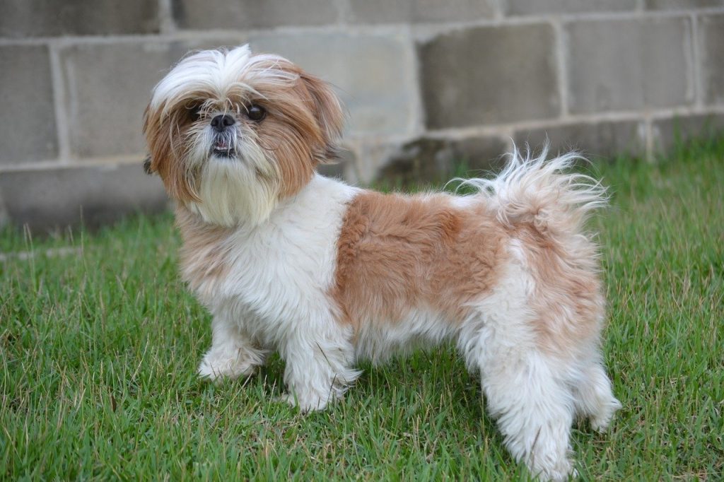 Shih Tzu Dog Taking in fresh air improves overall well-being