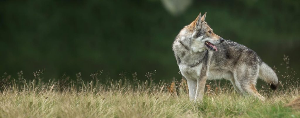 Saarloos Wolfdog Dog walk exercise