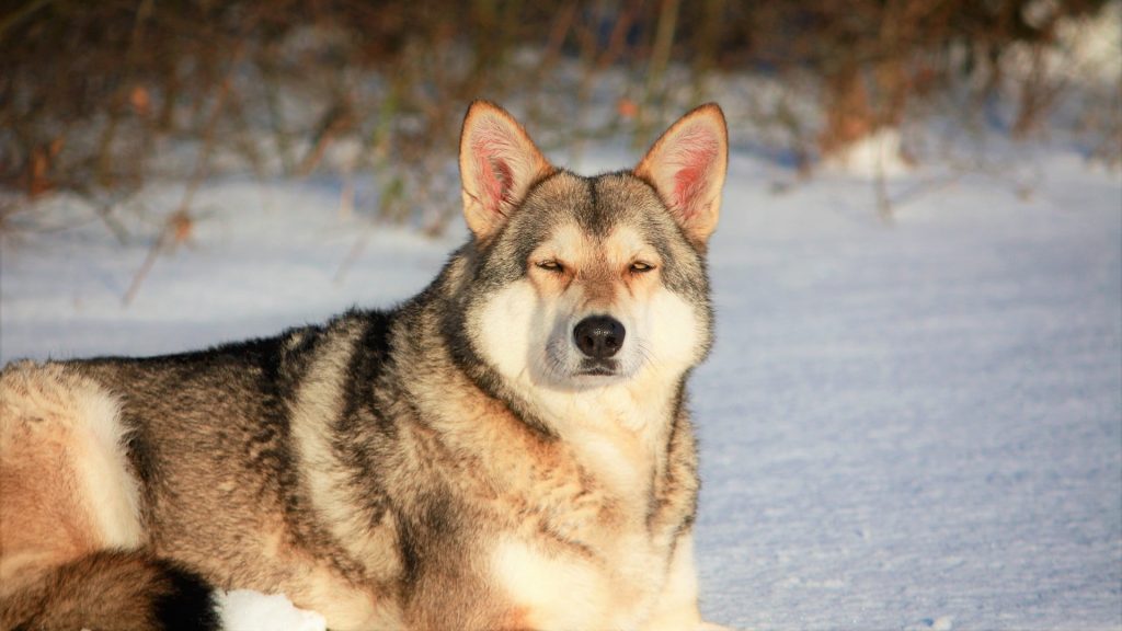 Saarloos Wolfdog Dog Clean air is beneficial for one's health.