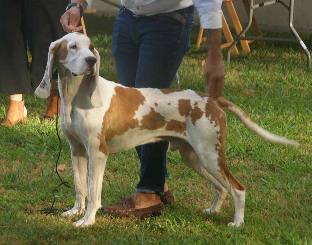 Ca Mè Mallorquí Dog training with owner