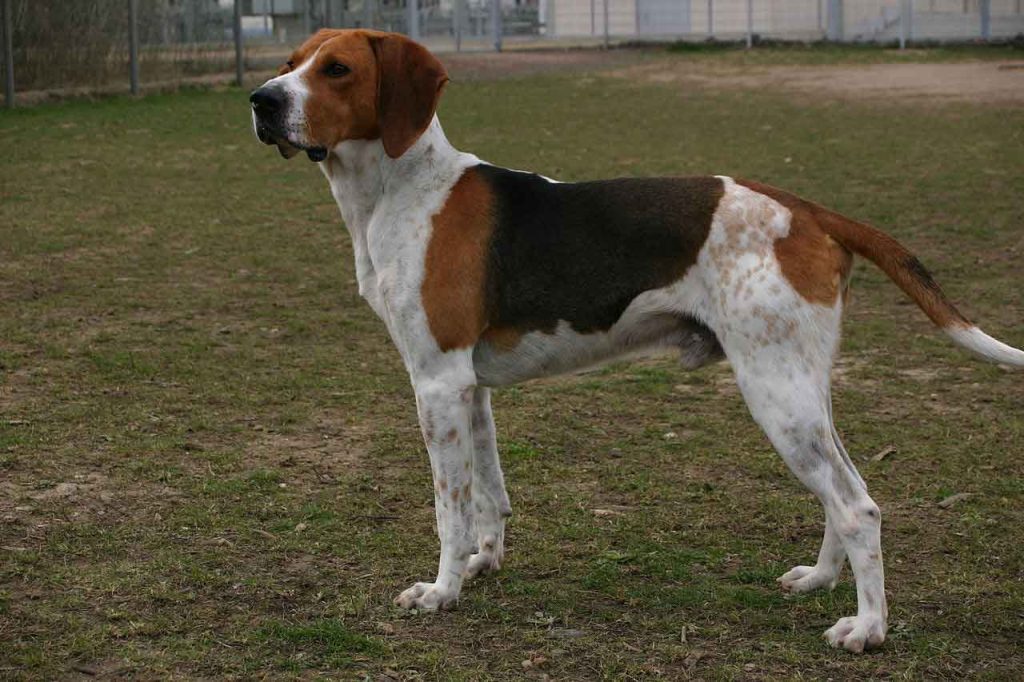 Grand Anglo-Français Tricolor Dog