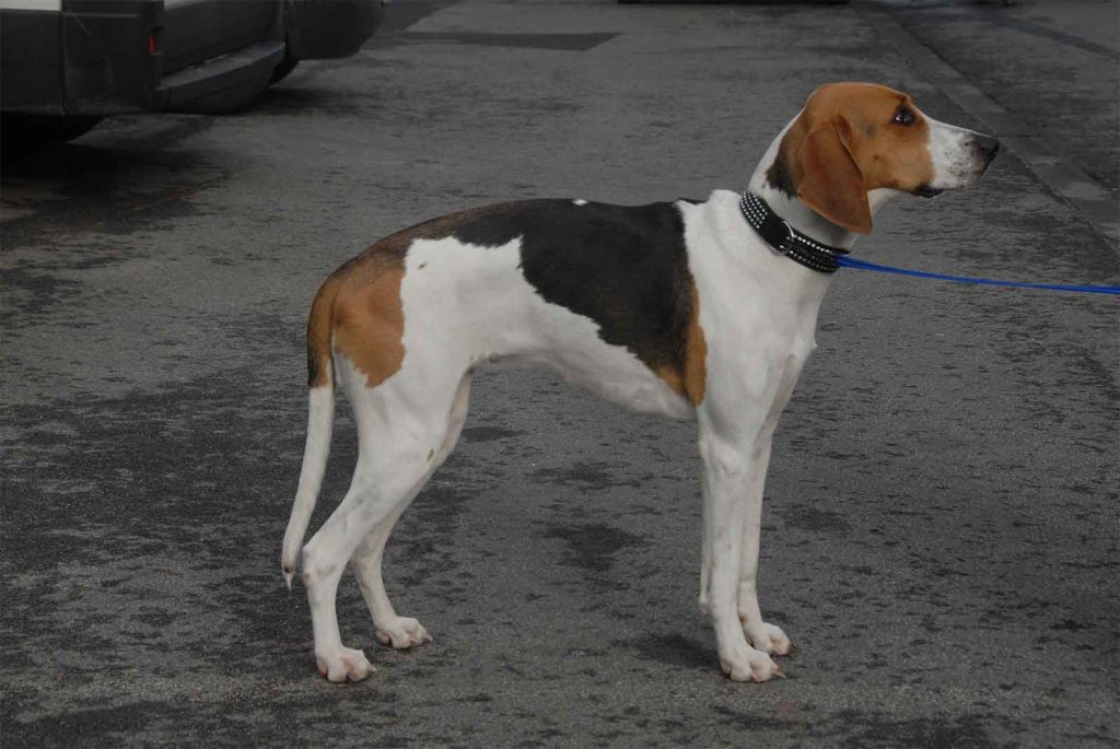 French Tricolour Hound - Large-sized Hounds