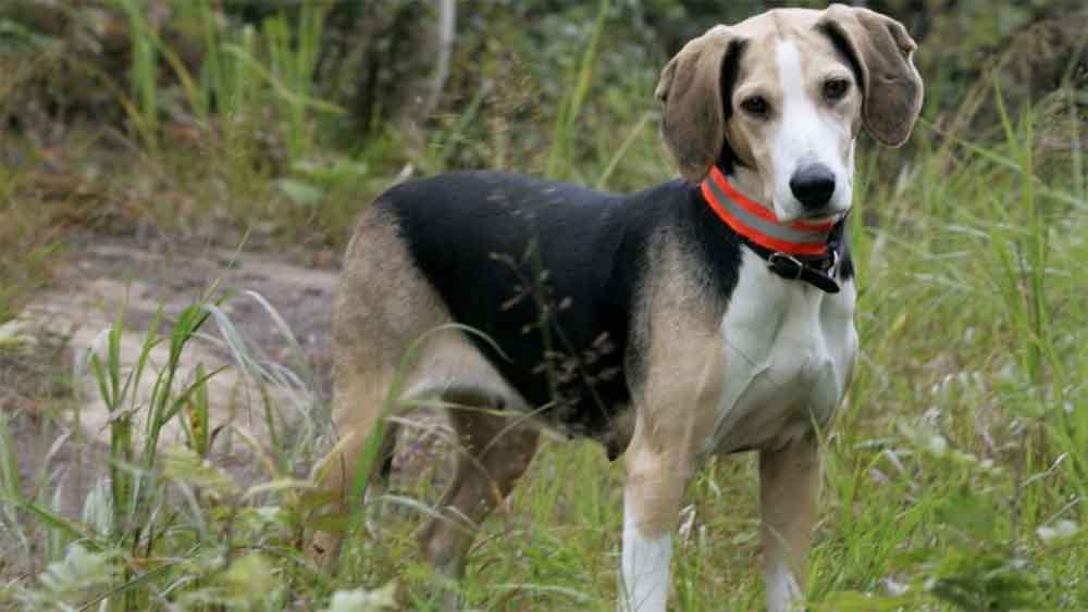Norwegian Hound - Features and character - Dogs breeds