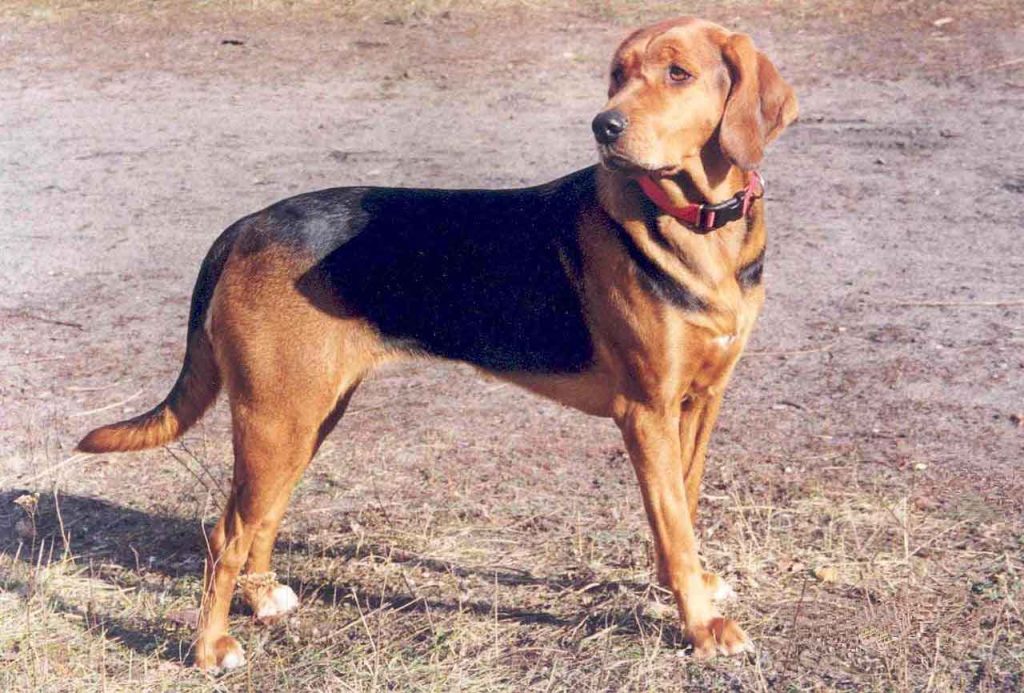 Polish Hound Dog exercise is very compulsory 