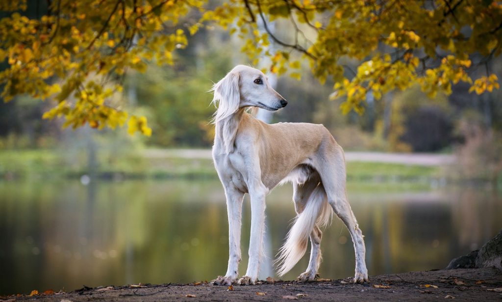 Saluki Dog Clean air is beneficial for one's health.
