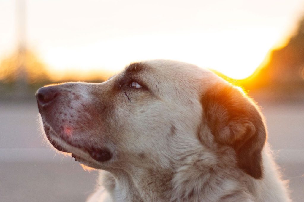 Sarabi dog inhaling fresh air