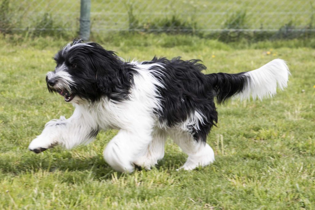 Schapendoes Dog running exercise