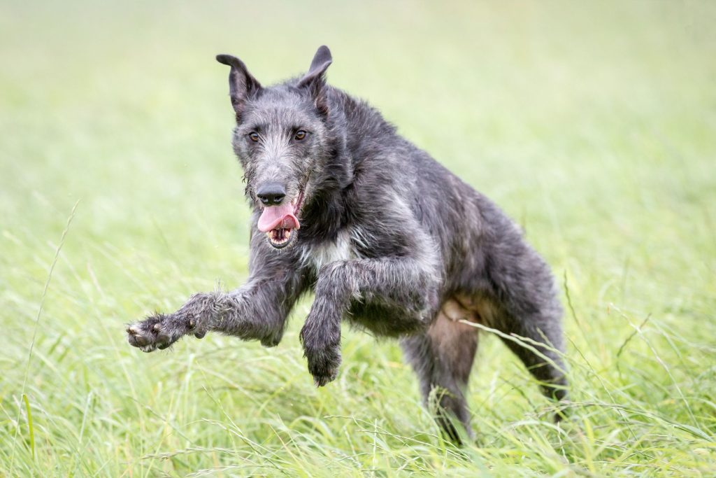 Scottish Deerhound Dog running exercise