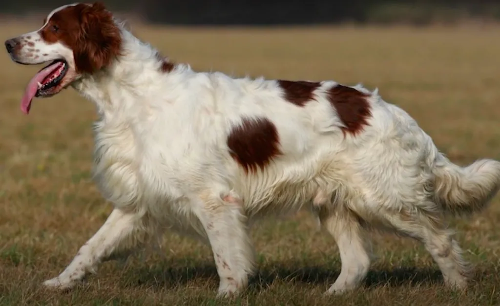 Irish Red and White Setter Dog