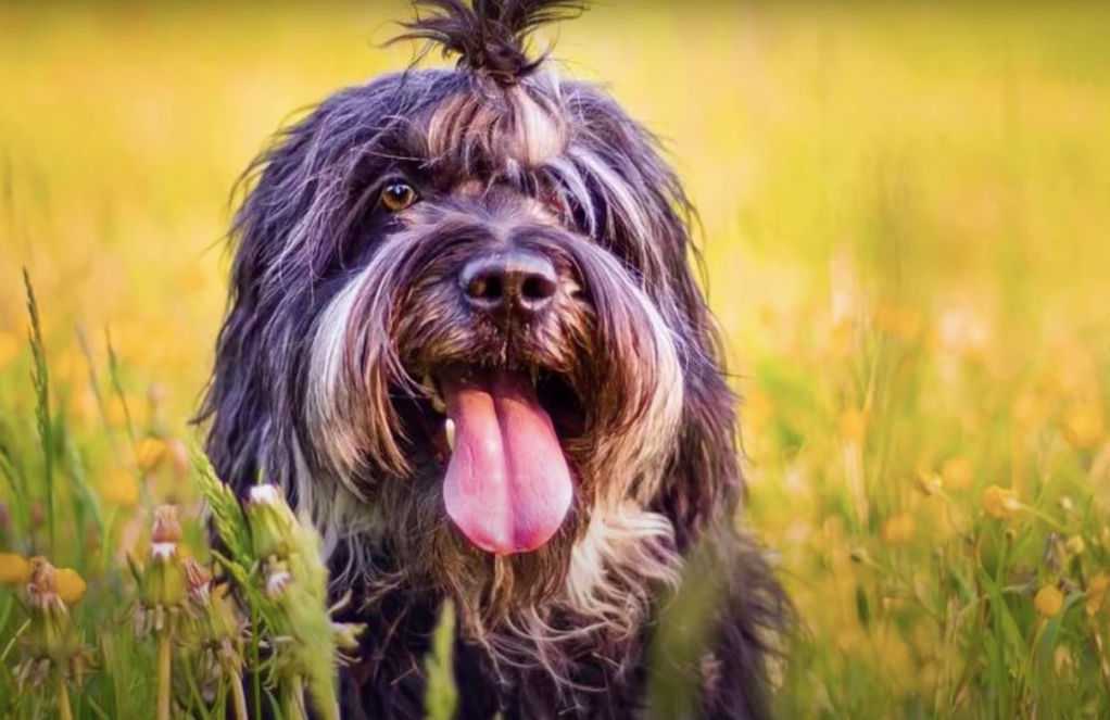 Portuguese Sheepdog Breed Information