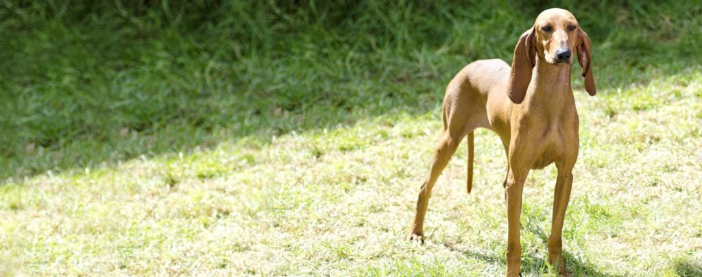 Segugio Italiano Dog inhaling fresh air