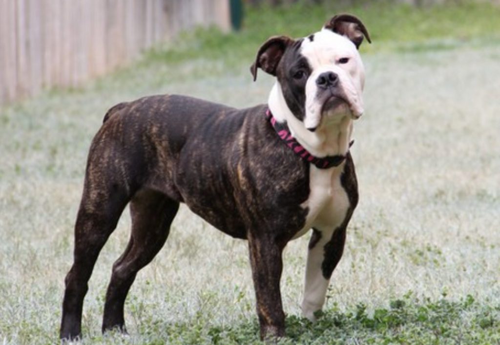 Serrano Bulldog Dog Breed Information, Puppies & Breeders Dogs Australia