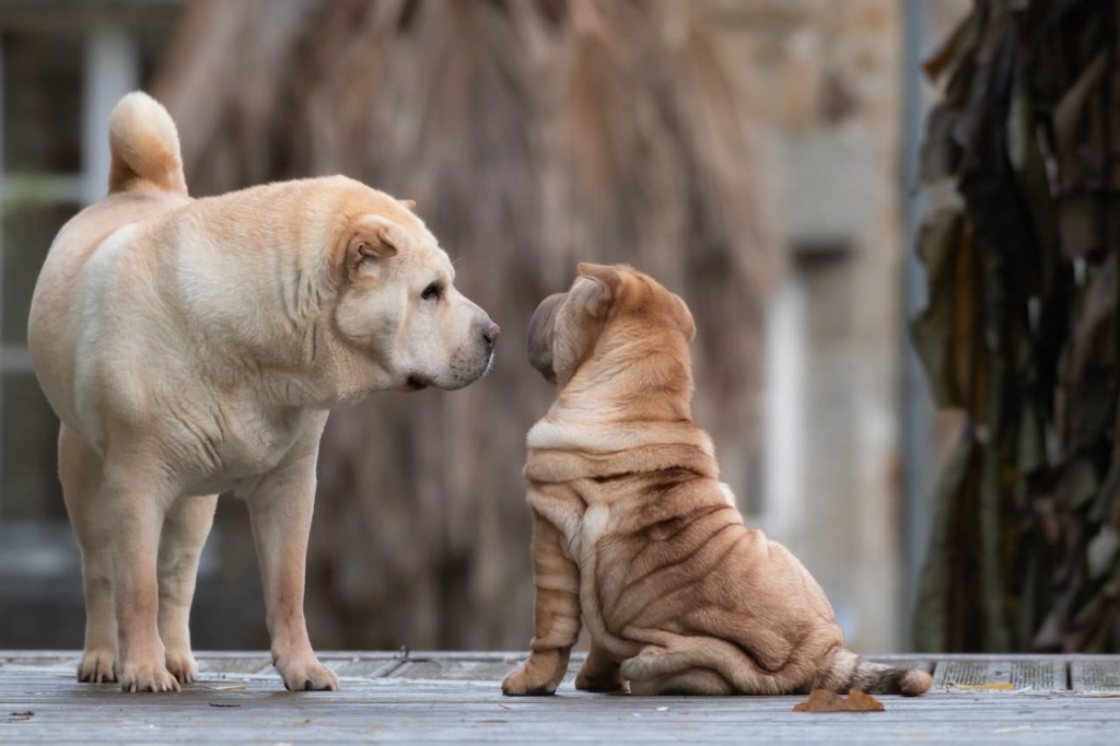Shar Pei Dog | Breed Profile❤️, Price, Care Tips, Facts