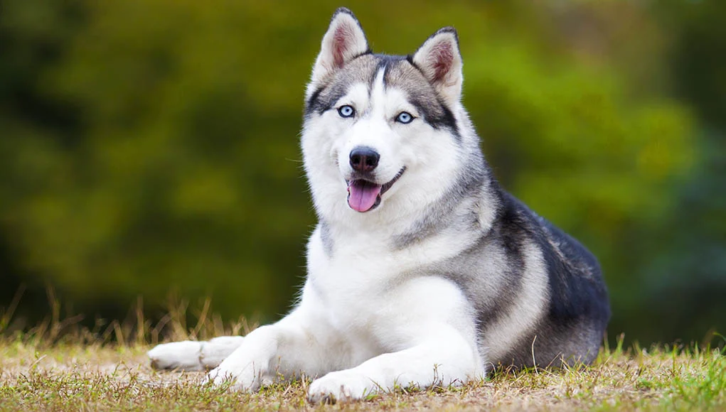 Siberian Husky Dog Breed Profile – Top Dog Tips
