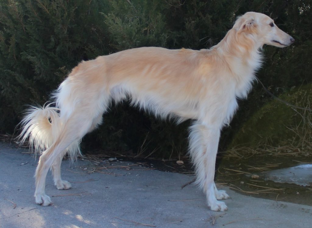 Silken Windhound Dog