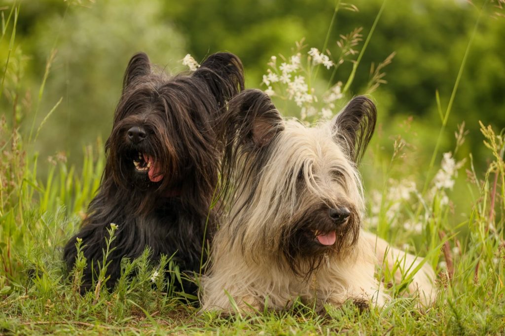 Skye Terrier Dog in different colours