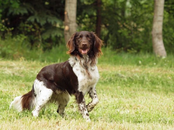 Small Münsterländer Pointer Dog Breed Information, Puppies & Breeders ...