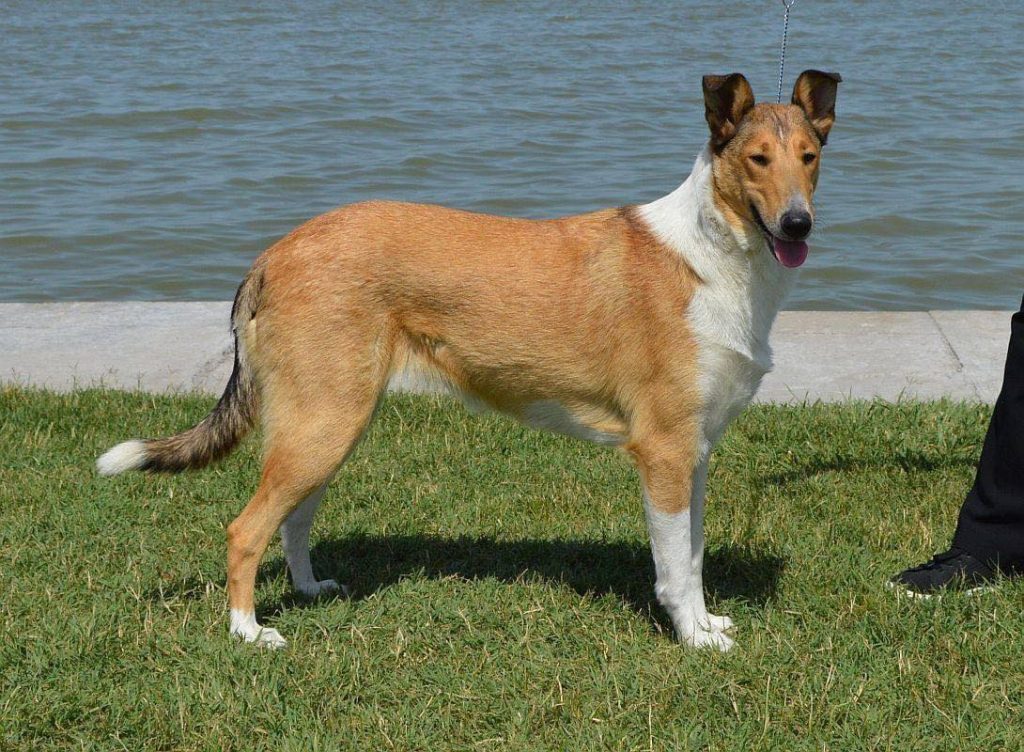 Smooth Collie Dog prepared for exercise