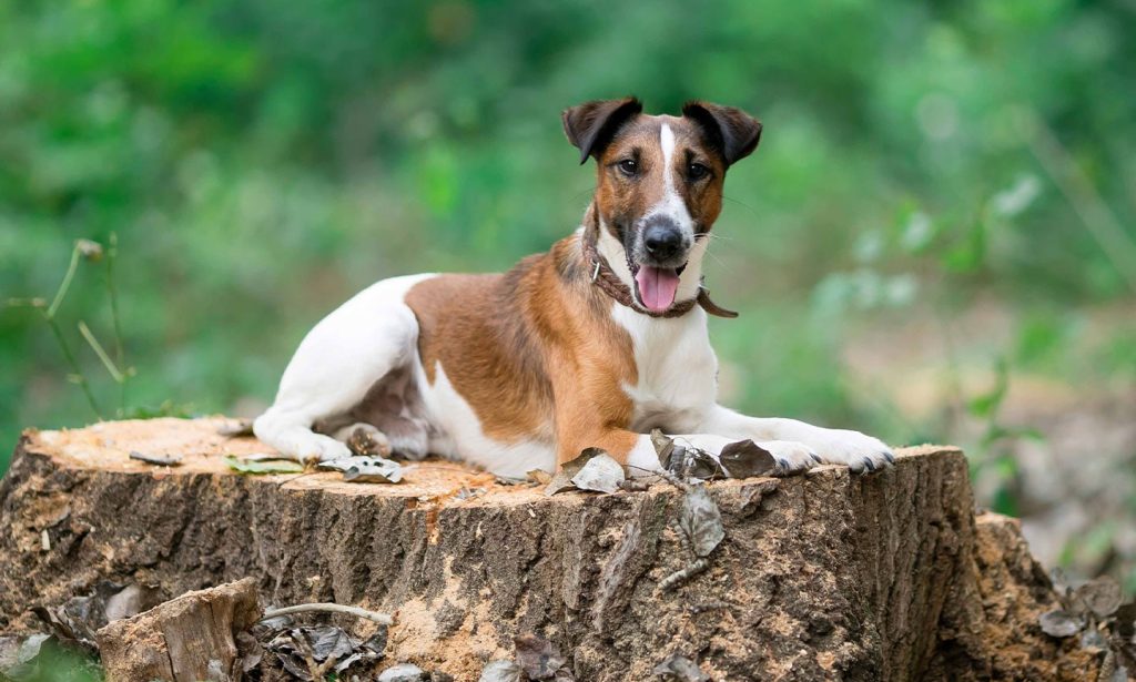 Fox Terrier or Foxy Dog after training