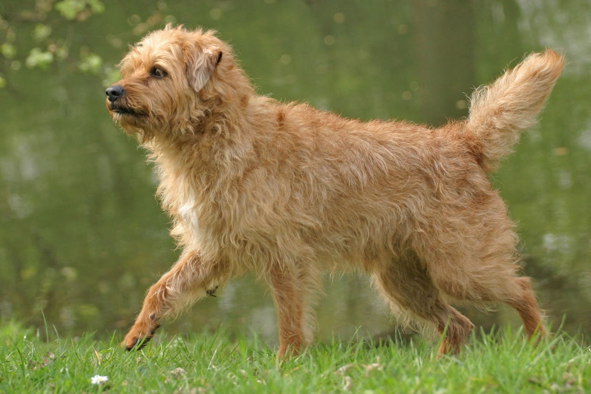 Dutch Smoushond Dog Breed Information