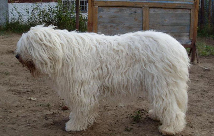 South Russian Ovcharka Dog Breed Information