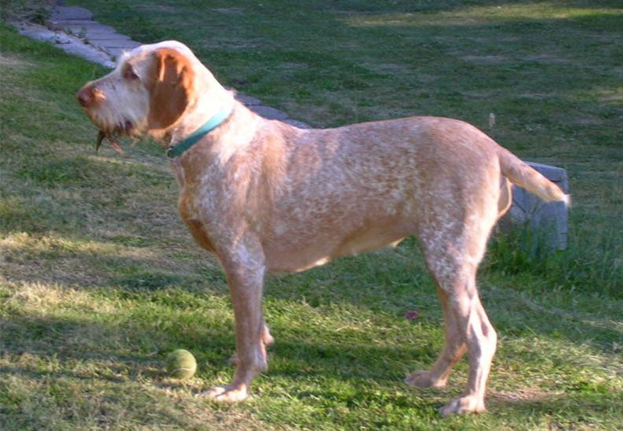 Spinone Italiano Dog Breed Information