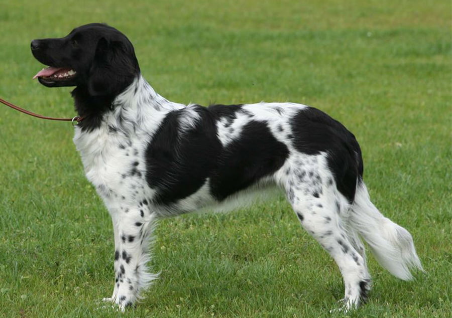 Stabyhoun - Stabij Dog Dog Breed Information